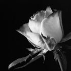 Monotone Rose