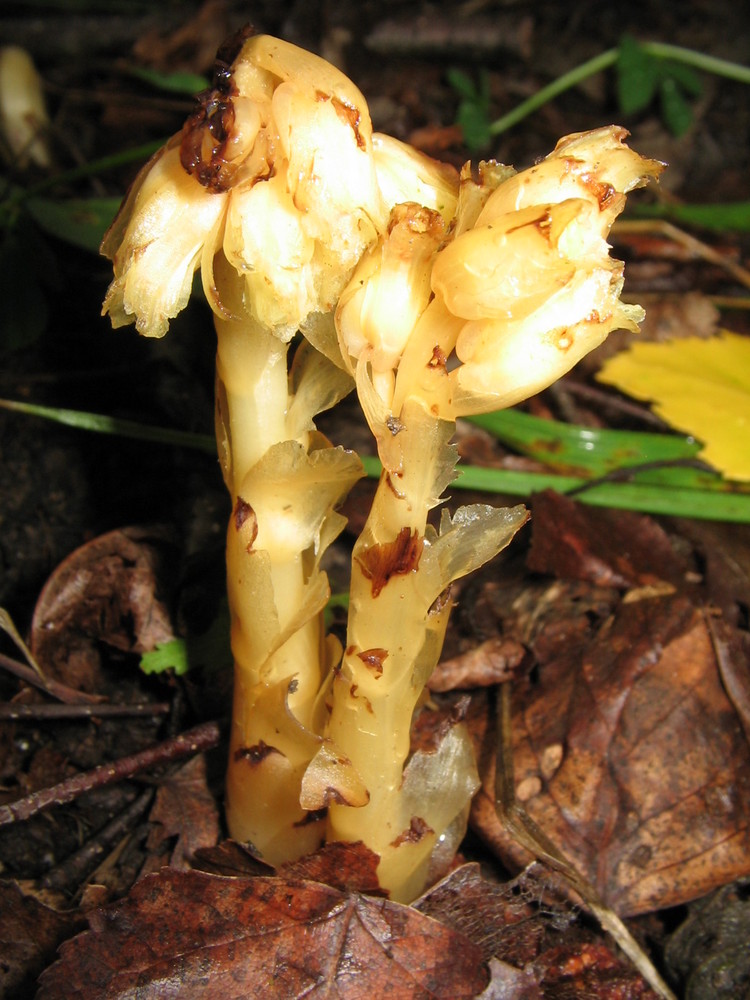 Monotropa hypopitys - Buchenspargel