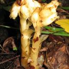 Monotropa hypopitys - Buchenspargel