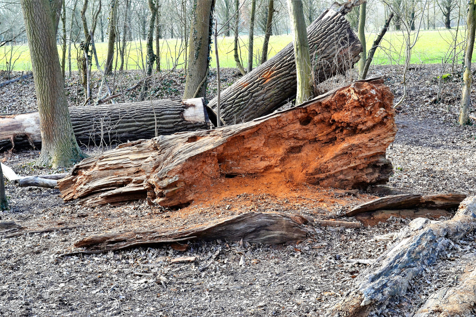 Monrepos - Schlosspark - 03-03-2018