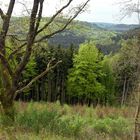 Monschau-Widdau im Frühling