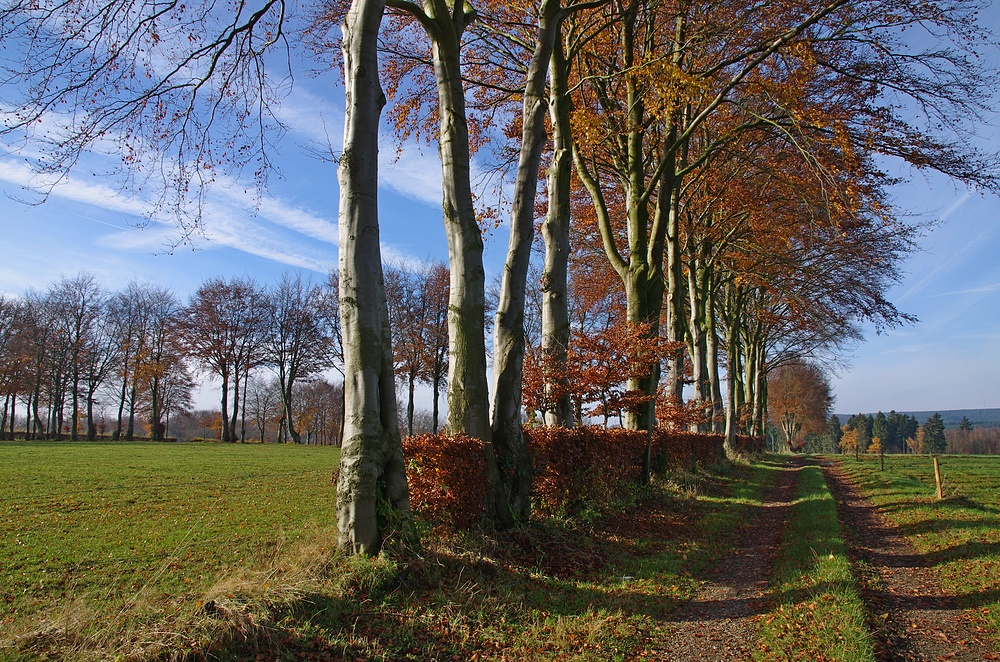 Monschauer Heckenlandschaft 20.11.14