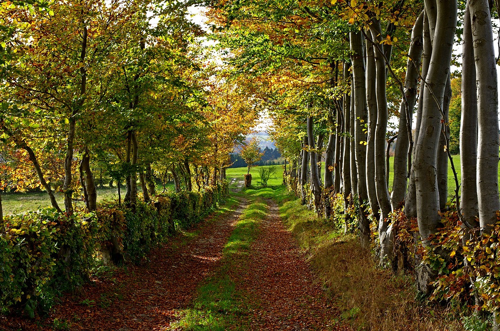 Monschauer Heckenlandschaft