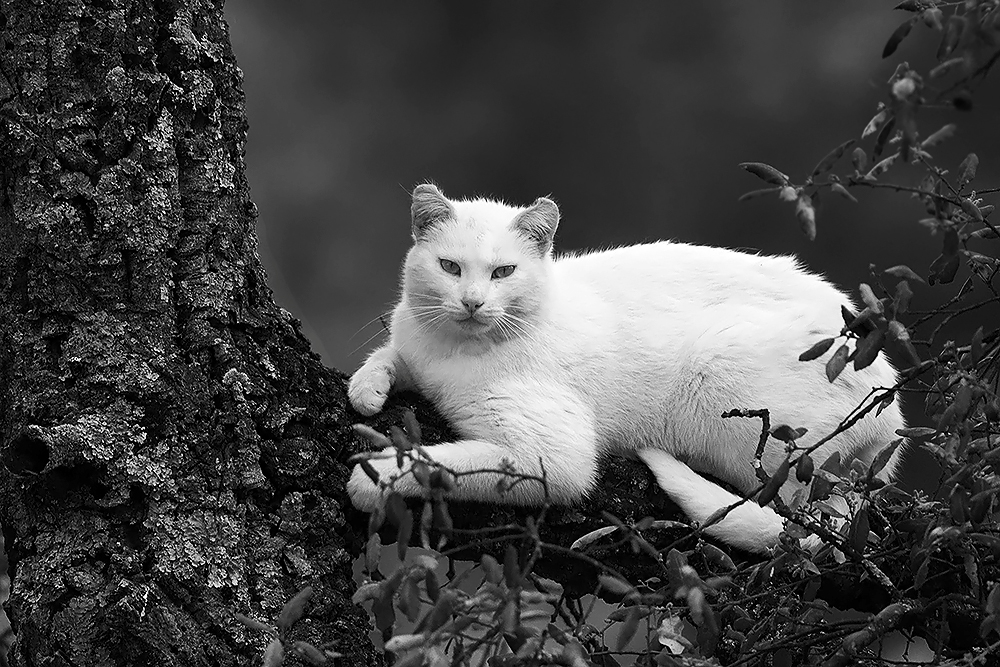 Monseigneur le chat