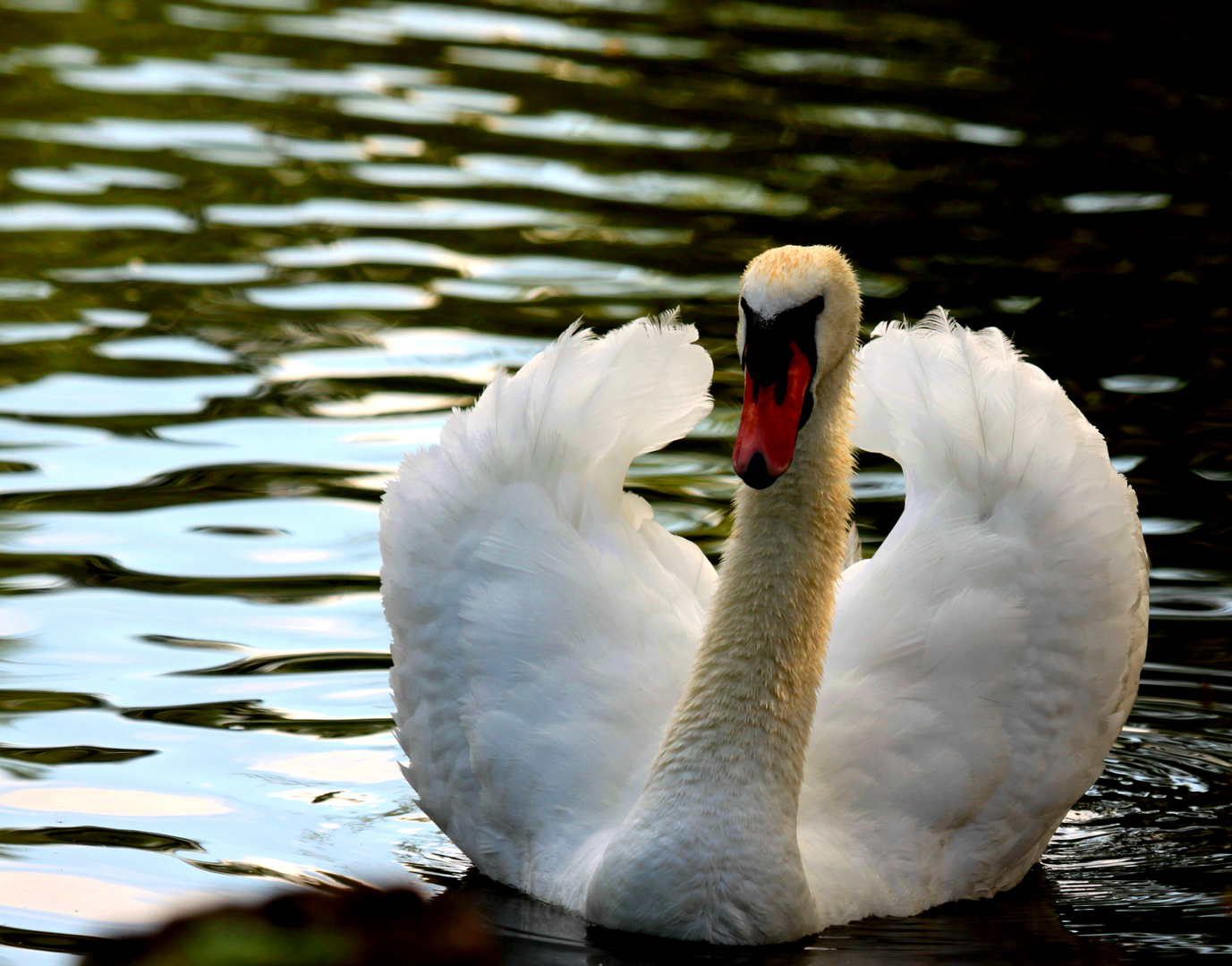 Monseigneur le Cygne