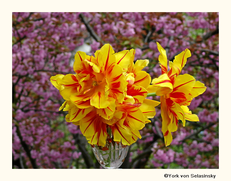 Monsella Tulpen vor der Japanischen Kirsche.