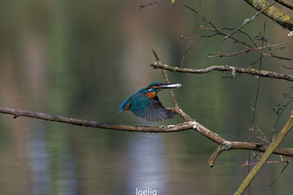 monsieur apporte le poisson a madame pour peut etre acoupplement