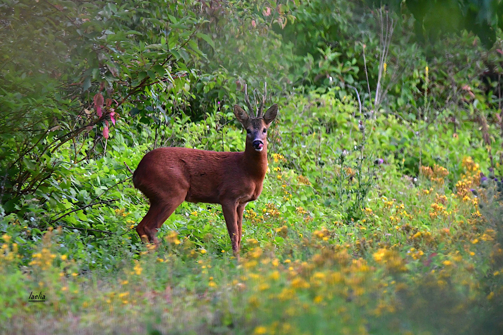 monsieur BROCARD me tire la lague une magnifique rencontre de la nature