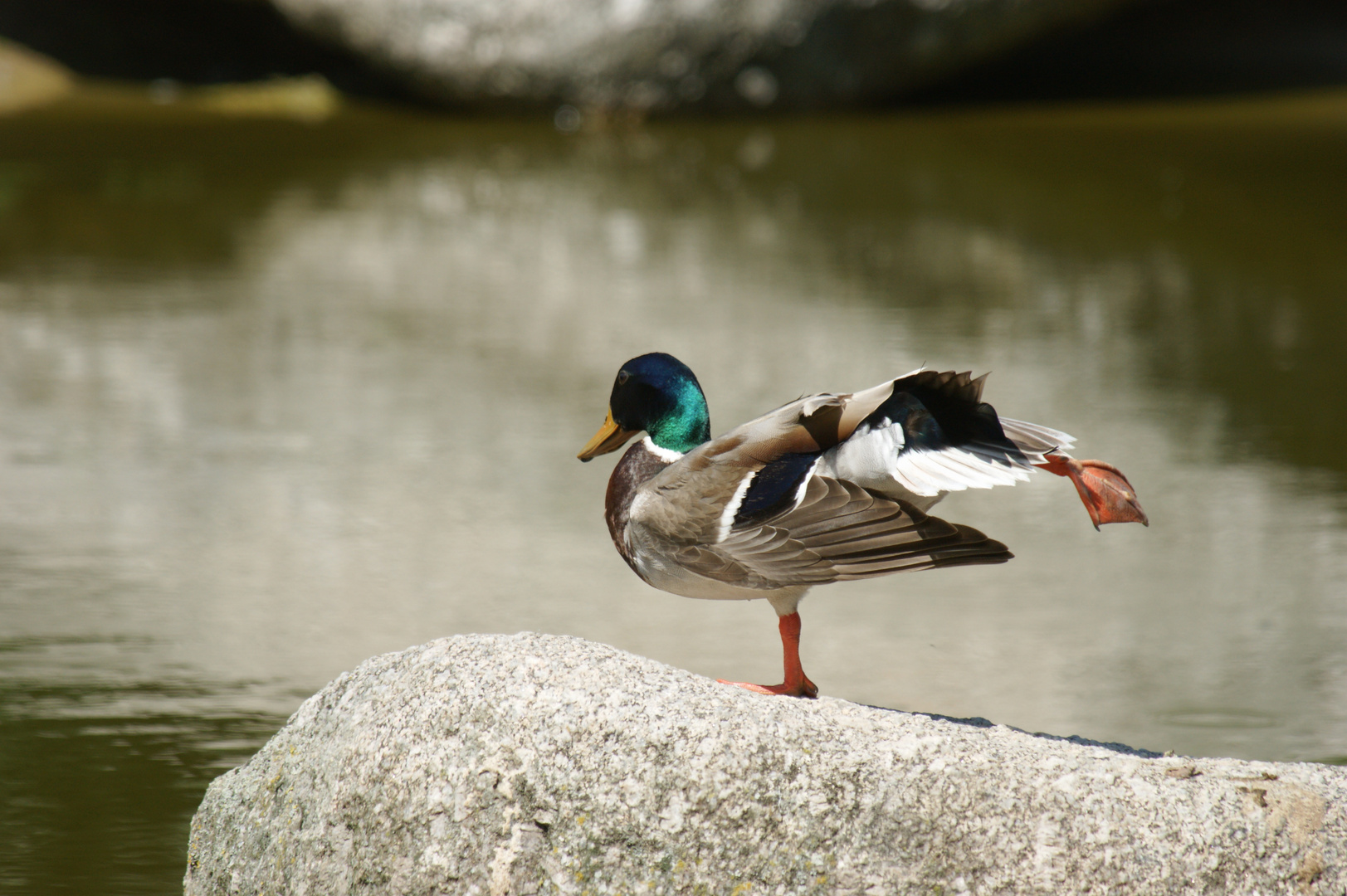 monsieur canard fait sa gym