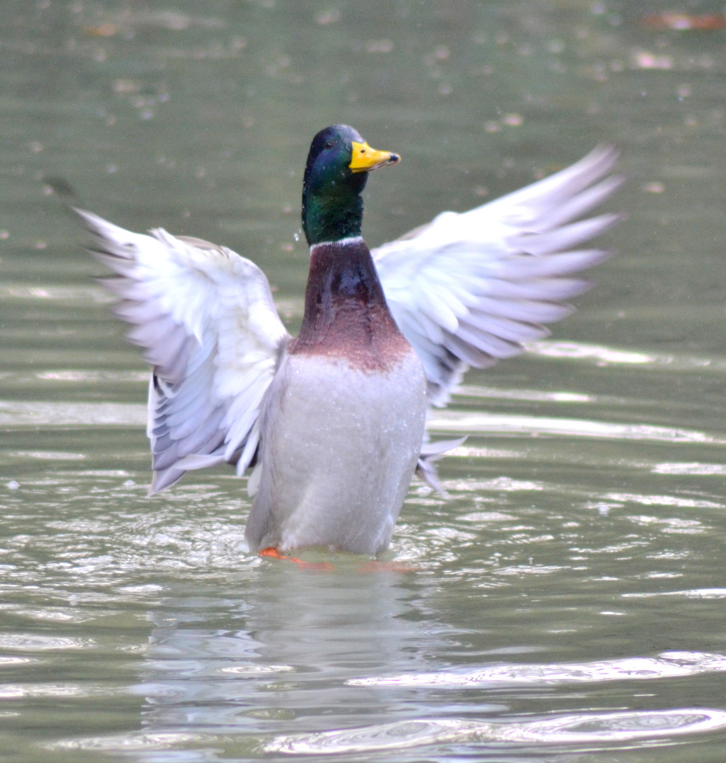 monsieur colvert