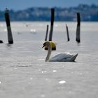 Monsieur Cygne en ballade...