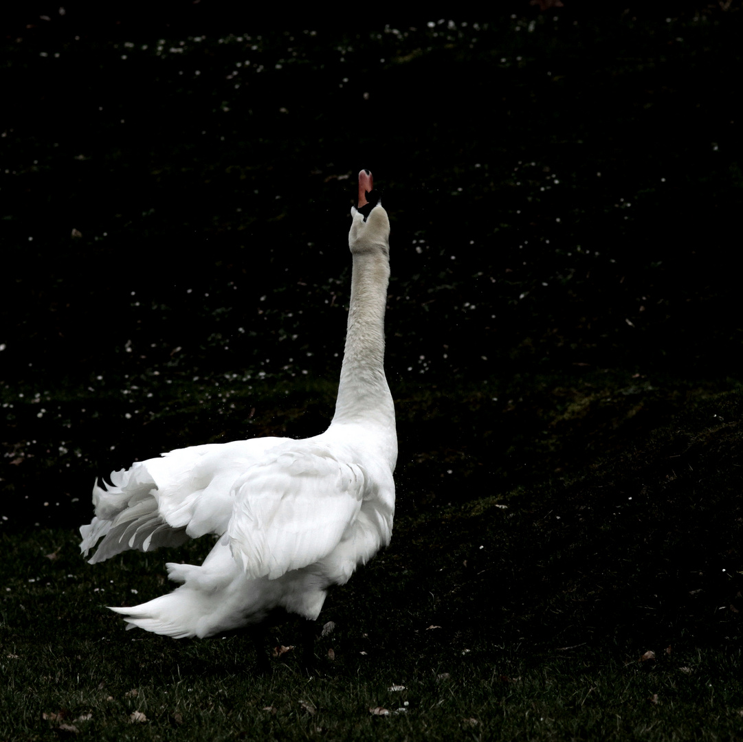 Monsieur est sorti de l'eau