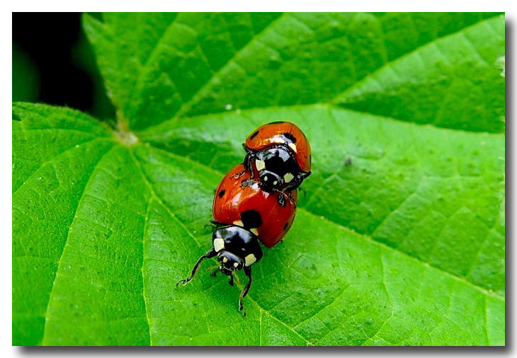 Monsieur et madame