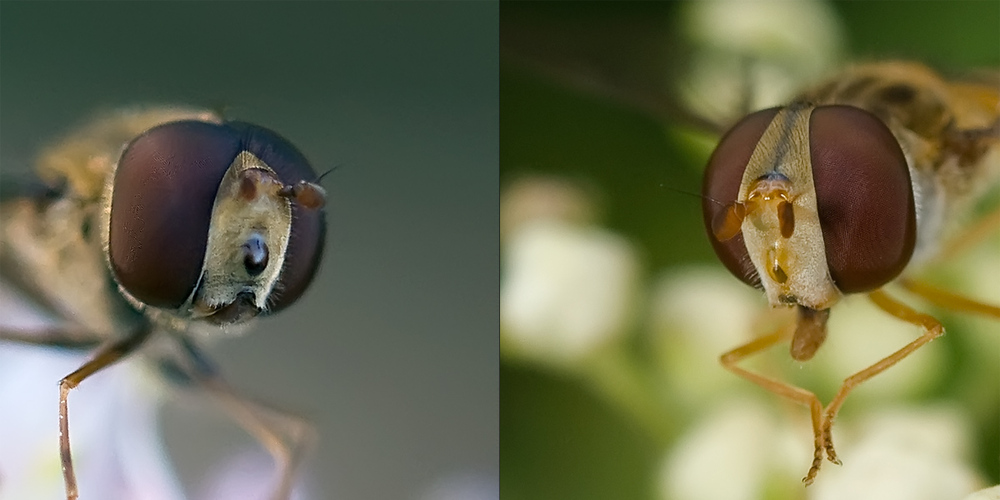 Monsieur et madame Episyrphus balteatus