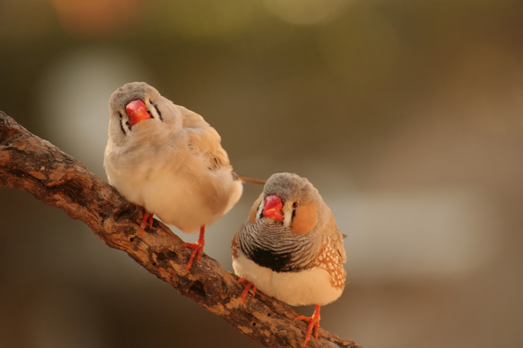 Monsieur et Madame Mandarin .........