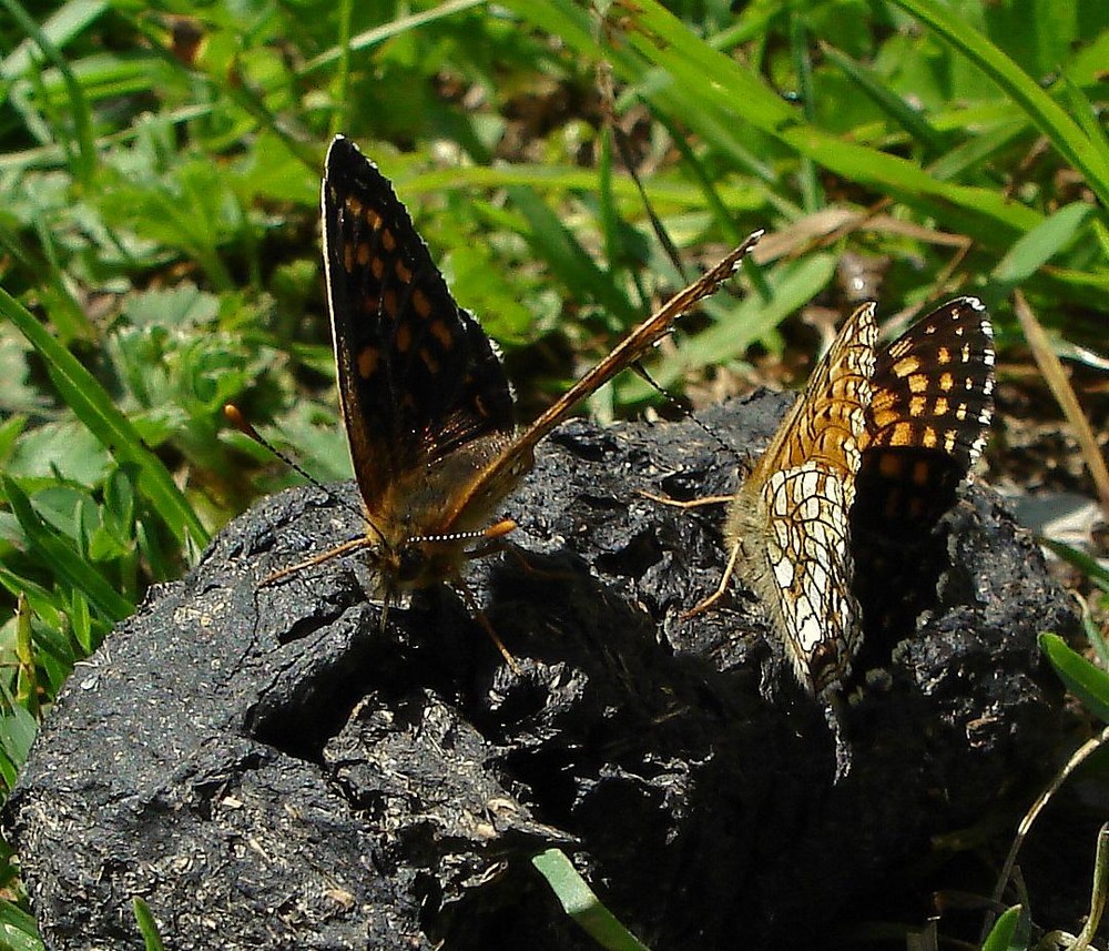 Monsieur et Madame Papillon sont de sortie