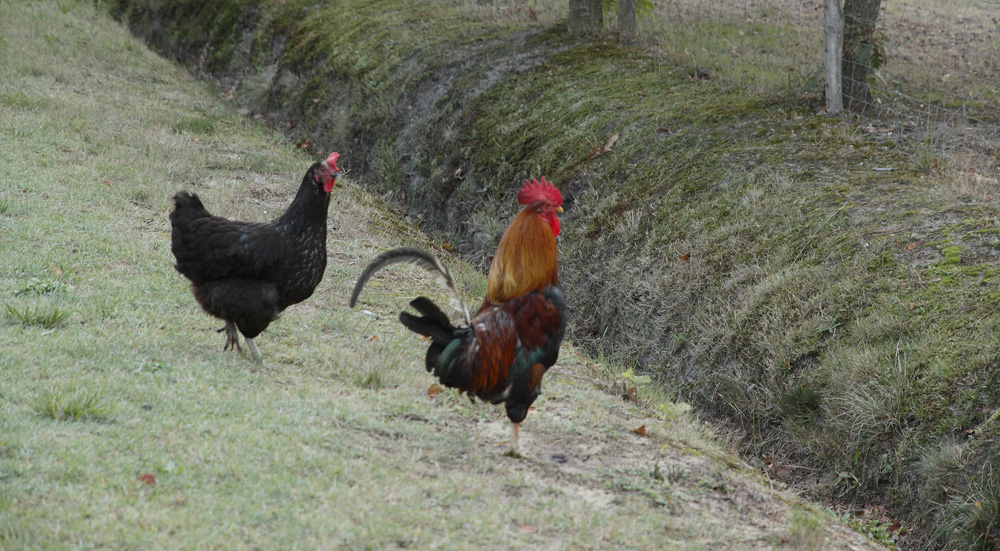 Monsieur et Madame se promènent !!!