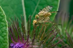 Monsieur et madame Terellia tussilaginis (Tephritidae)