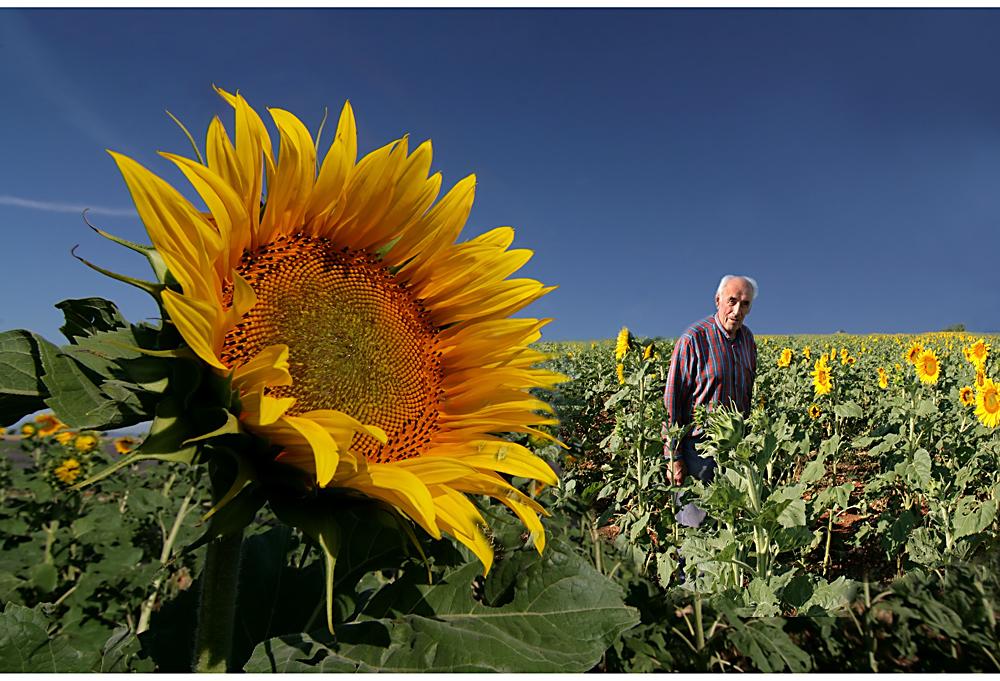 monsieur germain und seine sonnenblumen