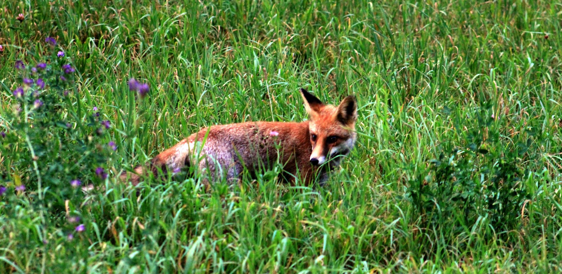 Monsieur le renard à la chasse aux souris