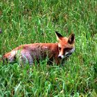 Monsieur le renard à la chasse aux souris