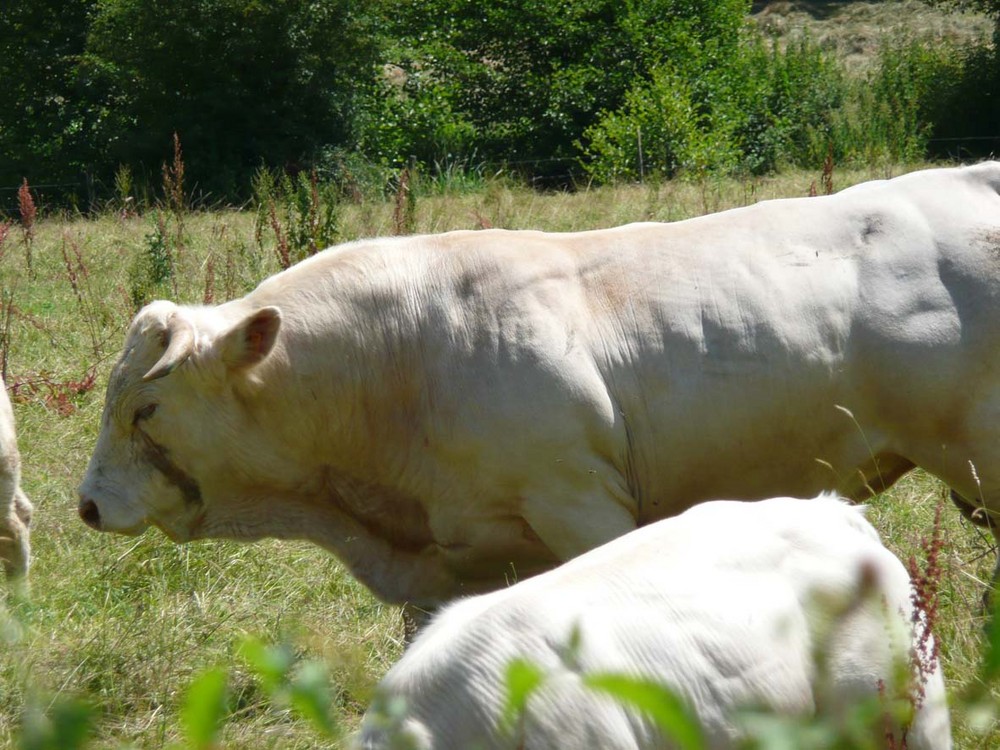 monsieur le taureau