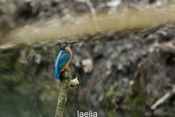 MONSIEUR MARTIN PECHEUR