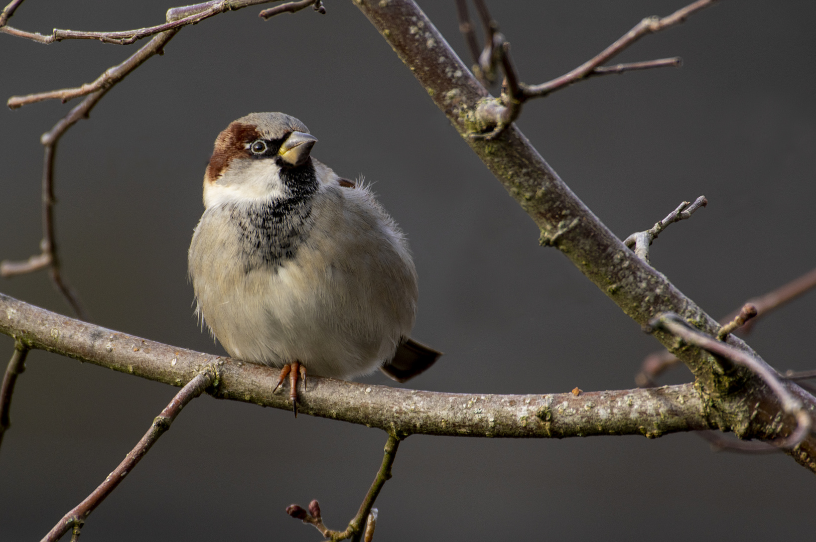 Monsieur Moineau domestique (Passer domesticus)