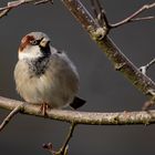 Monsieur Moineau domestique (Passer domesticus)