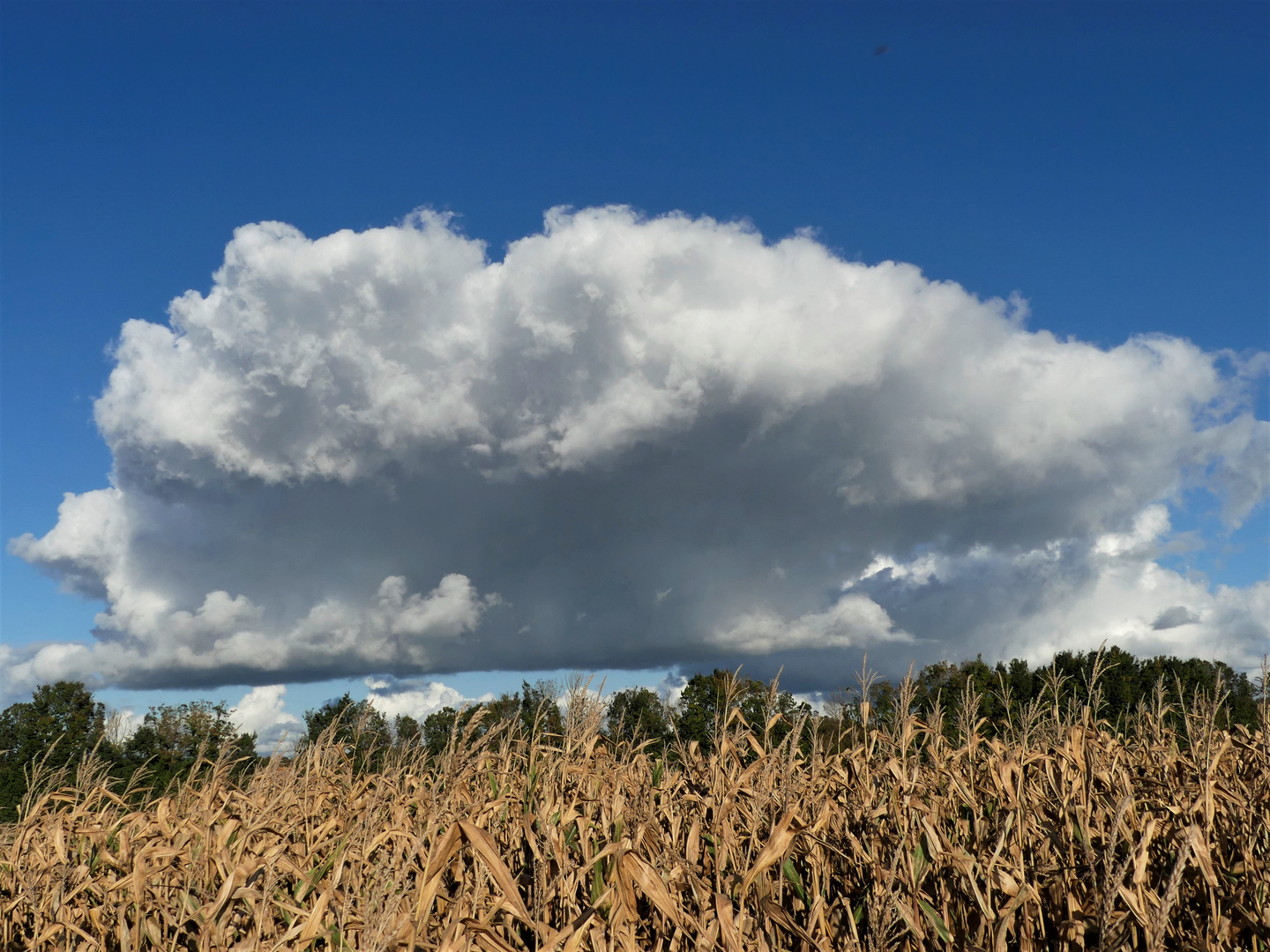 Monsieur Nuage.