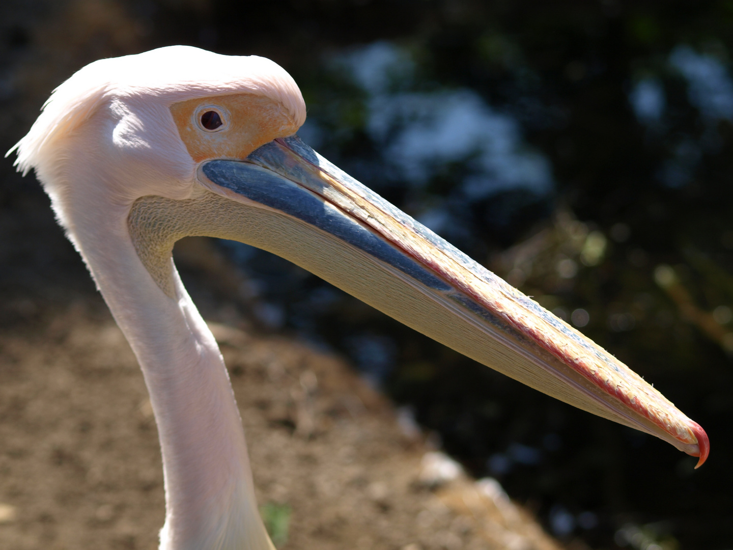 Monsieur ou Mademoiselle Lelongbec