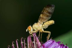 Monsieur Terrelia tussilaginis (Tephritidae)