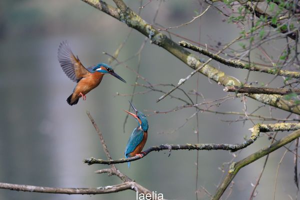 monsieur veut s accoupler (MARTIN PECHEUR)