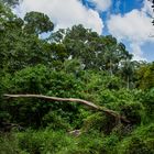 Monsoon Forest