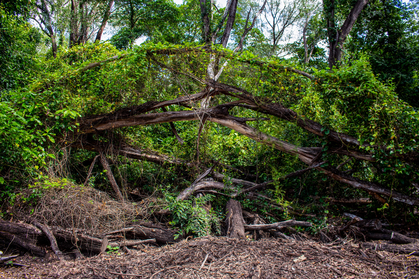 Monsoon Forest