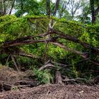 Monsoon Forest