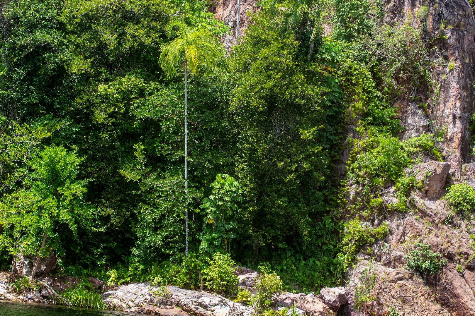 Monsoon Forest