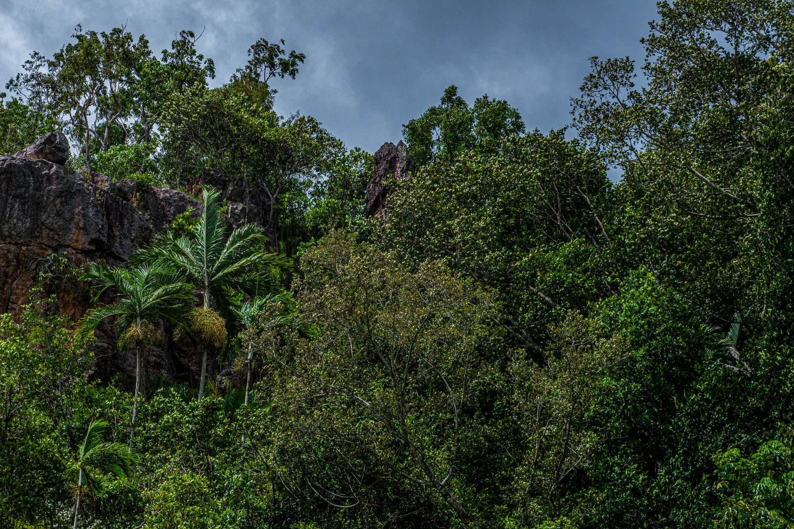 Monsoon Forest