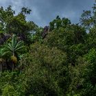 Monsoon Forest