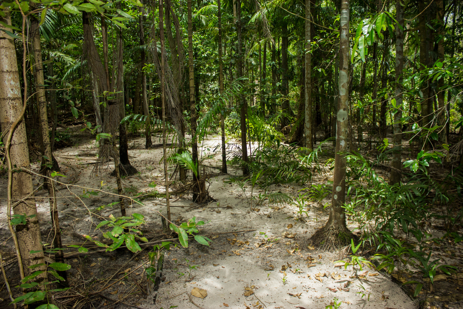 Monsoon Forest .