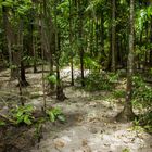 Monsoon Forest .