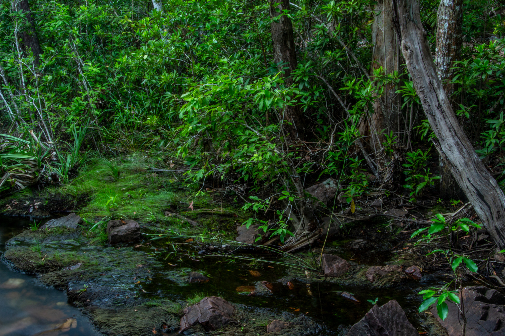 Monsoonforest