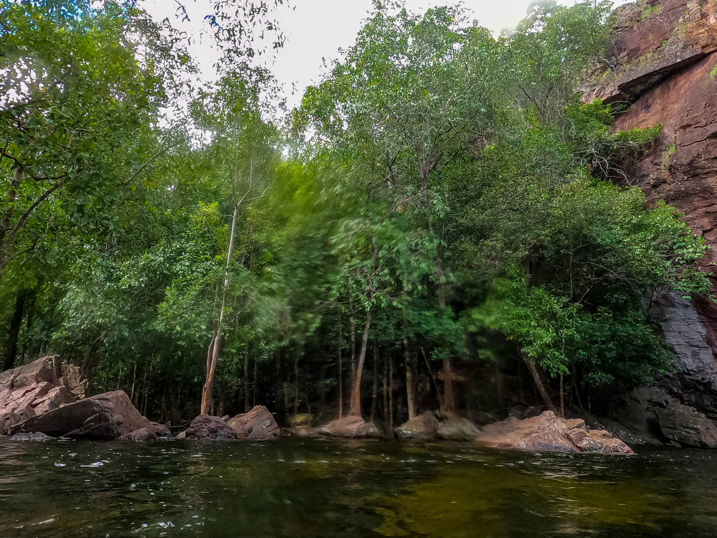 Monsoonforest