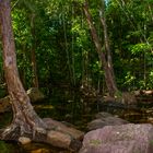 Monsoonforest