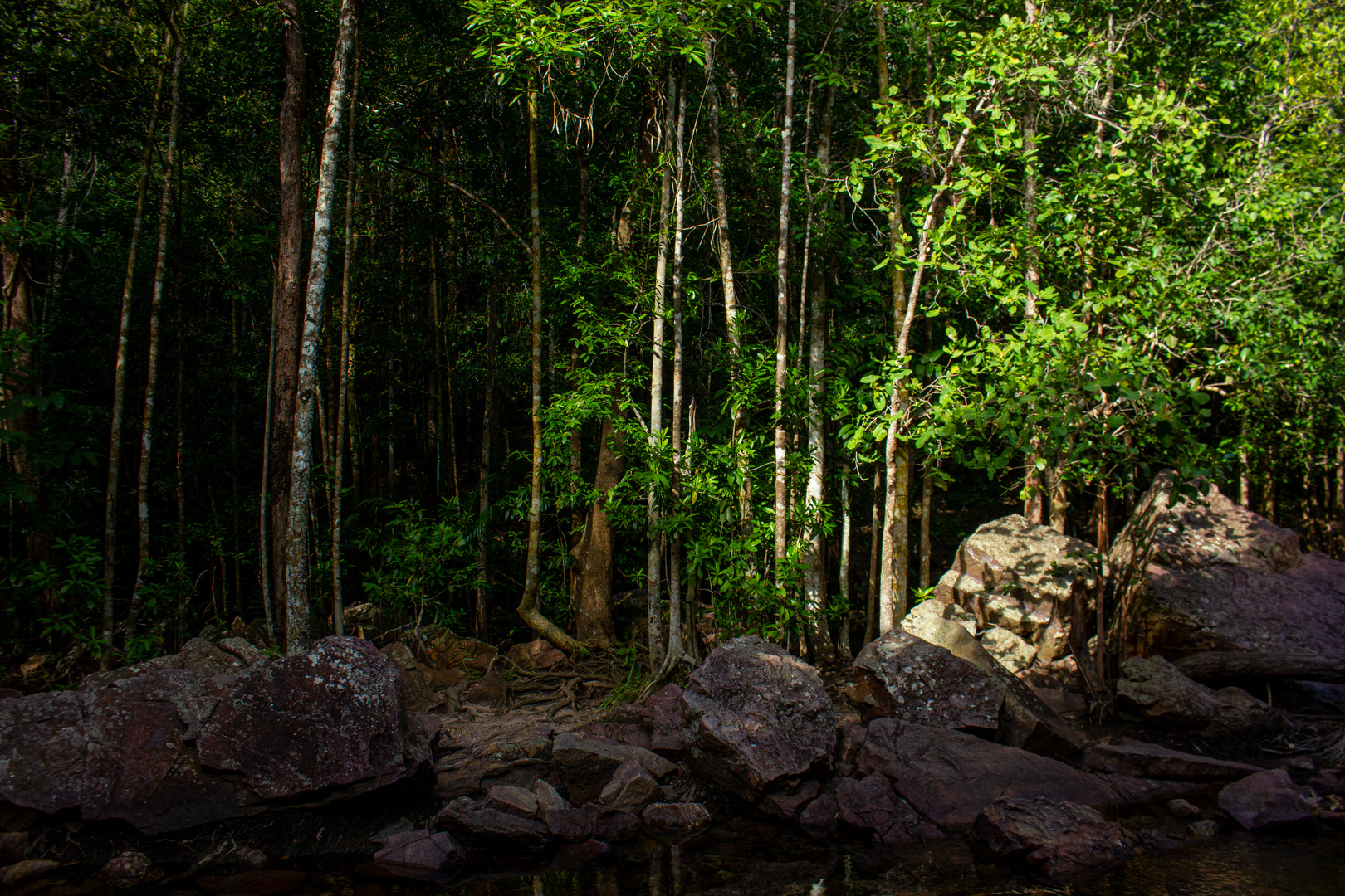 Monsoonforest