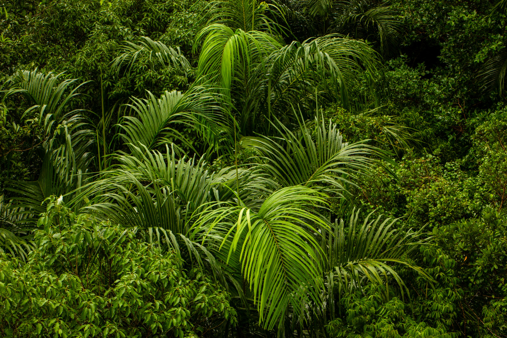 Monsoonforest