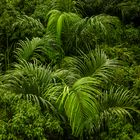 Monsoonforest