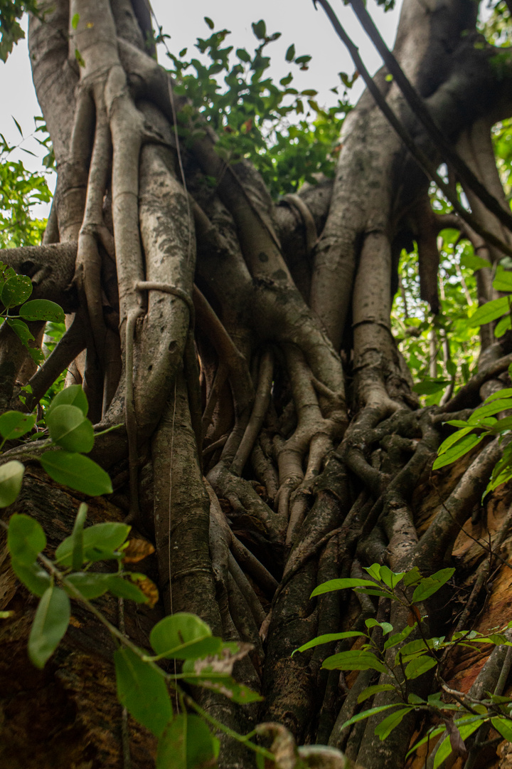 Monsoonforest, Lameroo Beach