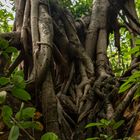 Monsoonforest, Lameroo Beach