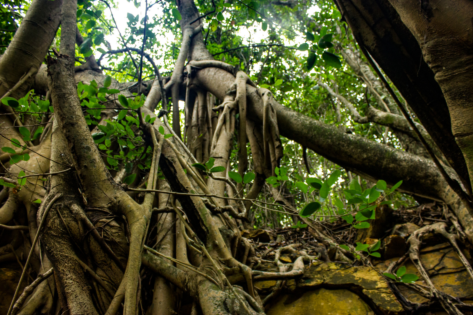 Monsoonforest, Lameroo Beach